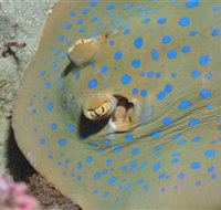 Jorgey's Patch Dive Site - Darwin Holiday