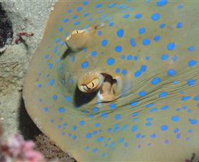 Jorgey's Patch Dive Site - Darwin Holiday 0