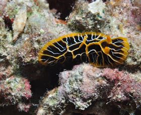 Jorgey's Patch Dive Site - Darwin Holiday 1