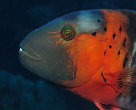 Jorgey's Patch Dive Site - Darwin Holiday 2