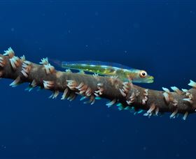 Jorgey's Patch Dive Site - Darwin Holiday 3