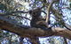 Koala Spotting Regeneration Reserve - thumb 1