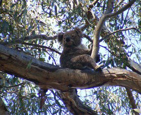 Koala Spotting Regeneration Reserve - Darwin Holiday 1