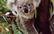 Koala Spotting Regeneration Reserve - thumb 0