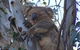 Koala Spotting Regeneration Reserve - thumb 2