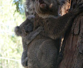 Koala Spotting Regeneration Reserve - Darwin Holiday 3