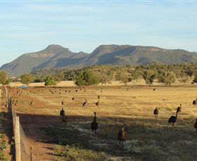 Emu Logic - Darwin Holiday 0