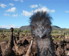 Emu Logic - Darwin Holiday 1
