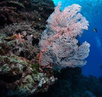 Barracuda Bommie Dive Site - Darwin Holiday