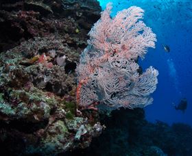 Barracuda Bommie Dive Site - Darwin Holiday 0