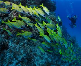 Barracuda Bommie Dive Site - Darwin Holiday 2