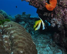 Barracuda Bommie Dive Site - Darwin Holiday 3