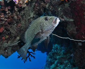 Barracuda Bommie Dive Site - Darwin Holiday 1