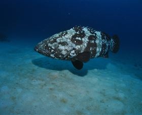 Castle Rock Dive Site - Darwin Holiday 3