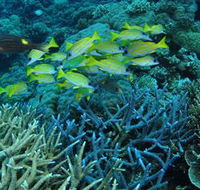 Castle Rock Dive Site - Darwin Holiday