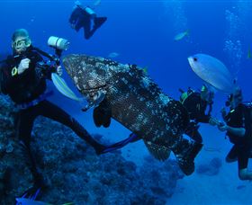 Castle Rock Dive Site - Darwin Holiday 1