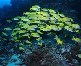 Nursery Bommie Dive Site - Darwin Holiday 1
