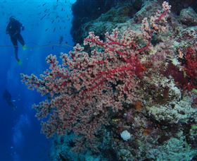 Nursery Bommie Dive Site - Darwin Holiday 0