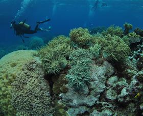 Nursery Bommie Dive Site - Darwin Holiday 2