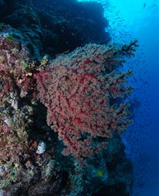 Nursery Bommie Dive Site - Darwin Holiday 3