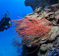 Three Sisters Dive Site - Darwin Holiday