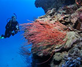 Three Sisters Dive Site - Darwin Holiday 0