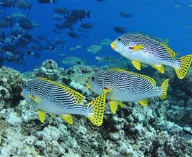 Three Sisters Dive Site - Darwin Holiday 1