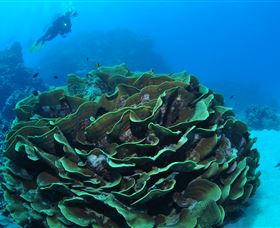 Three Sisters Dive Site - Darwin Holiday 2