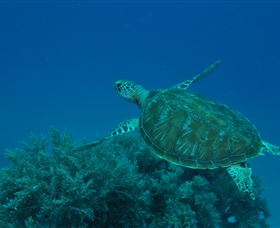 Three Sisters Dive Site - Darwin Holiday 3