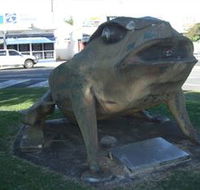 Big Cane Toad - Darwin Holiday