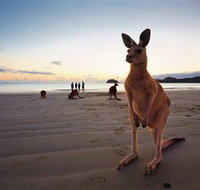 Wallabies on the Beach at Cape Hillsborough - Darwin Holiday