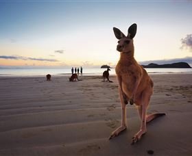 Wallabies On The Beach At Cape Hillsborough - Darwin Holiday 0