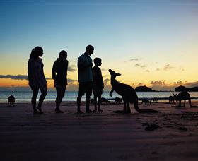 Wallabies On The Beach At Cape Hillsborough - Darwin Holiday 2