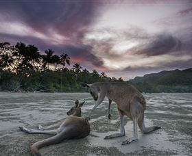 Wallabies On The Beach At Cape Hillsborough - Darwin Holiday 1