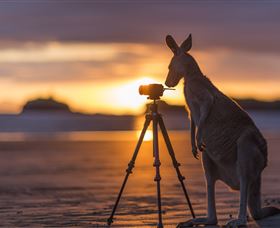 Wallabies On The Beach At Cape Hillsborough - Darwin Holiday 3