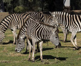Taronga Western Plains Zoo, Dubbo - Darwin Holiday 5