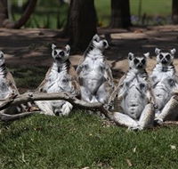Savannah Visitor Plaza Taronga Western Plains Zoo Dubbo - Darwin Holiday