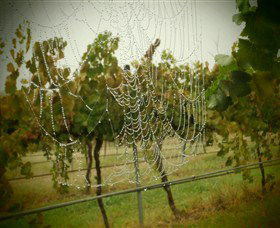 Red Earth Estate Vineyard - Darwin Holiday 8