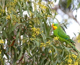 Savernake Day Tours - Darwin Holiday 2