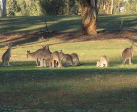 Savernake Day Tours - Darwin Holiday 4