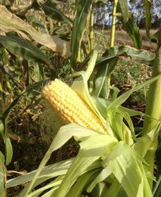 Captains Creek Organic Wines - Darwin Holiday 2