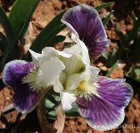 Sunshine Iris Nursery - Darwin Holiday