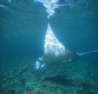 Manta Ray Bay Dive Site - Darwin Holiday