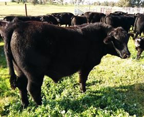 Ochre Arch Farm - Darwin Holiday 2