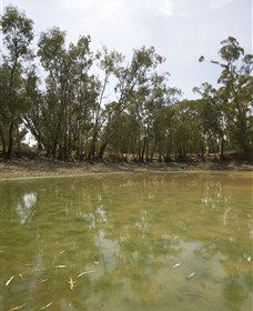 Kindra Forest - Darwin Holiday 1