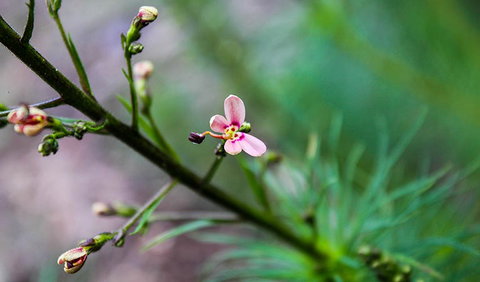 Lynchs Loop Trail - Darwin Holiday 2