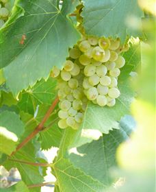 Baptista - David Traeger - Darwin Holiday 2