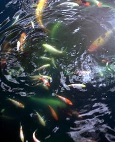 Wellington Osawano Japanese Gardens - Darwin Holiday 2