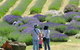 Yuulong Lavender Estate - thumb 1