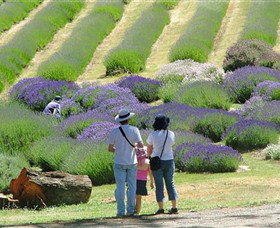 Yuulong Lavender Estate - Darwin Holiday 1
